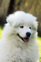 Picture of soft Samoyed puppy