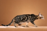 Picture of Sokoke, 4 month Brown Marble Tabby Male