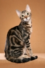 Picture of Sokoke sitting, 4 month Brown Marble Tabby Male, Aaliyah Tambico