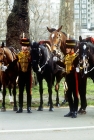 Picture of soldiers of kings troop royal horse artillery in ceremonial dress in london with their horses