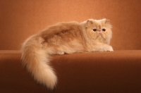 Picture of solid coloured Persian