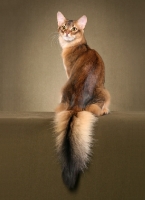 Picture of Somali cat, back view