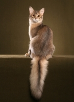 Picture of Somali cat, back view