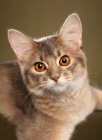 Picture of Somali cat looking into camera