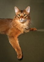Picture of Somali cat, lying down
