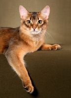 Picture of Somali cat lying on brown background