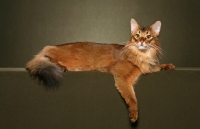 Picture of Somali cat lying on brown background