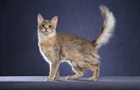 Picture of Somali cat on blue background