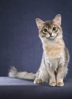 Picture of Somali cat on blue gray background