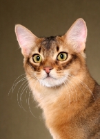 Picture of Somali cat, portrait on brown background
