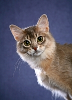 Picture of Somali cat portrait