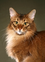 Picture of Somali cat portrait