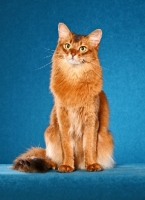 Picture of Somali cat sitting on bright blue background