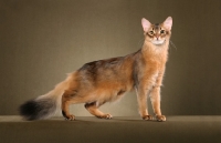 Picture of Somali cat standing on brown background