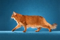 Picture of Somali cat walking, profile