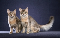 Picture of Somali cats on blue background
