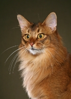 Picture of Somali cat