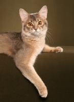 Picture of Somali cat