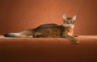 Picture of Somali cat