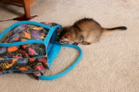 Picture of somali kitten exploring a handbag