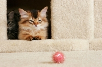 Picture of somali kitten in cat house, looking at ball