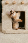 Picture of somali kitten in cat house