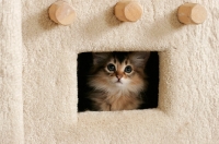 Picture of somali kitten inside a cat house