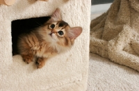 Picture of somali kitten looking out of a cat house 