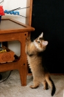 Picture of somali kitten scratching table