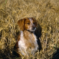 Picture of sonnenberg viking  brittany sitting in a corn field