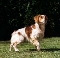 Picture of sonnenberg viking, alert looking brittany