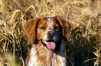 Picture of sonnenberg viking, brittany portrait