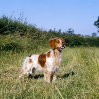 Picture of sonnenberg viking, brittany standing in a stubble field