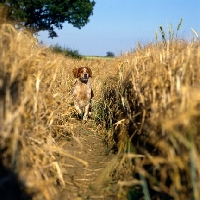 Picture of sonnenberg viking, brittany trotting througha corn field