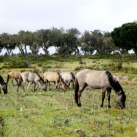 Picture of sorraia ponies in portugal all grazing