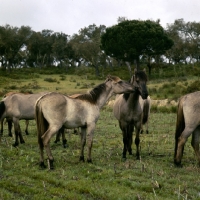 Picture of sorraia ponies in portugal nuzzling