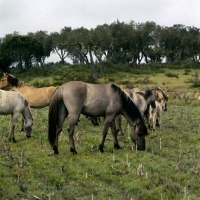 Picture of sorraia ponies in portugal