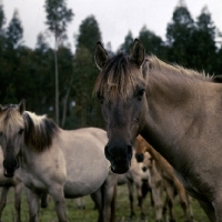 Picture of sorraia pony mare in portugal