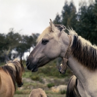 Picture of sorraia pony mare with bell on collar in portugal