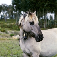 Picture of sorraia pony mare with bell on her collar in portugal