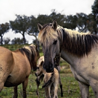 Picture of sorraia pony mare with bell