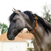 Picture of sorraia pony stallion in portugal