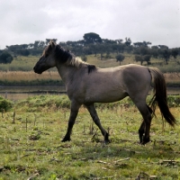 Picture of sorraia pony stallion in portugal