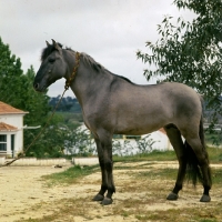 Picture of sorraia pony stallion in portugal