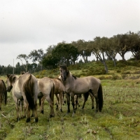 Picture of sorraia pony stallion with mares and youngsters in portugal