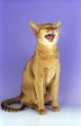 Picture of sorrel abyssinian laughing