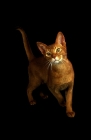 Picture of sorrel abyssinian on black background
