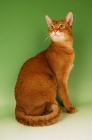 Picture of sorrel abyssinian on green background