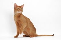 Picture of sorrel Abyssinian on white background, sitting down