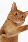 Picture of sorrel Abyssinian on white background, reaching